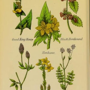 May include: An illustration of nine different plants with their common names: Good King Henry, Black Horehound, Henbane, Least Houseleek, Harefoot, Honeywort.