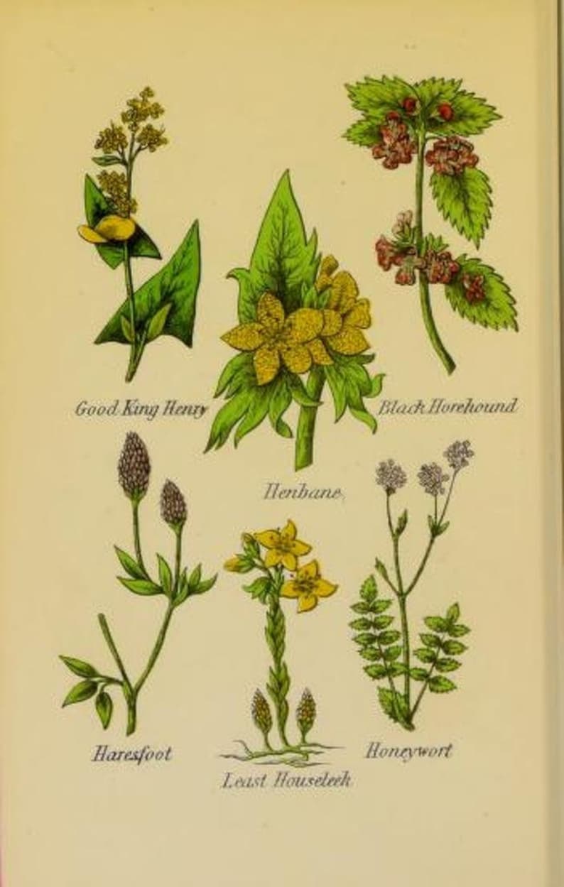 May include: An illustration of nine different plants with their common names: Good King Henry, Black Horehound, Henbane, Least Houseleek, Harefoot, Honeywort.