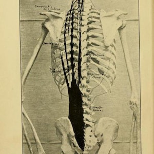 May include: Diagram of the dorsal muscles of the back, showing the different layers of muscles. The diagram is adapted from a diagram in Cunningham's Anatomy.