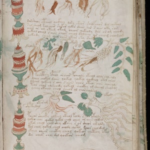 May include: A page from a medieval manuscript with illustrations of plants and their roots. The text describes the properties of the plants. The page is decorated with green, red, and brown colors.