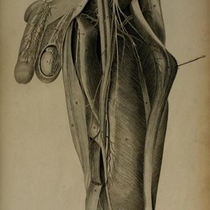 May include: A detailed anatomical illustration of the human arm, showing the muscles, tendons, and nerves. The image is labeled with numbers and letters, indicating different parts of the arm.