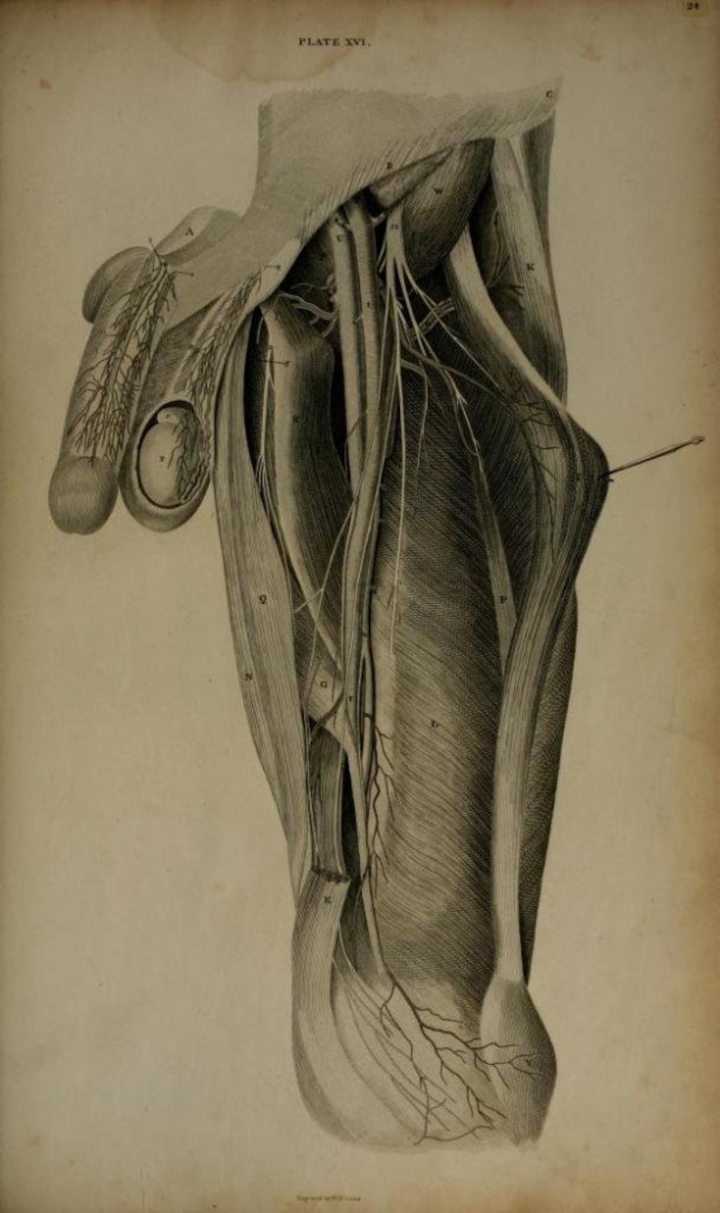 May include: A detailed anatomical illustration of the human arm, showing the muscles, tendons, and nerves. The image is labeled with numbers and letters, indicating different parts of the arm.