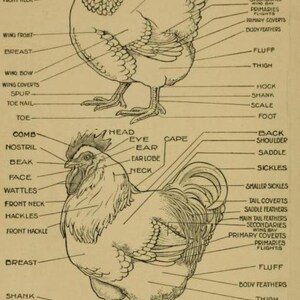 May include: A line drawing of a rooster and a hen with labels identifying the different parts of their bodies. The labels include comb, beak, wattle, wing, tail, and leg.