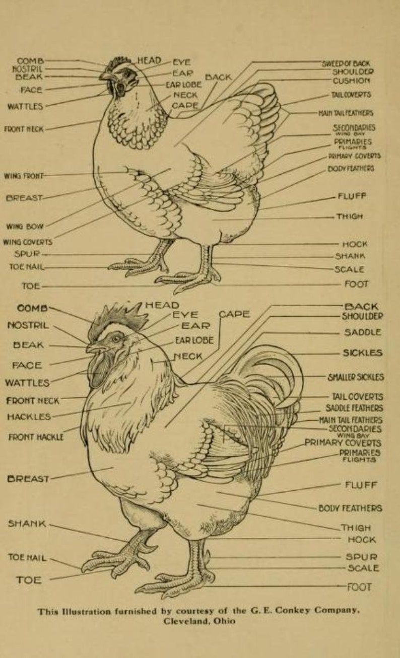 May include: A line drawing of a rooster and a hen with labels identifying the different parts of their bodies. The labels include comb, beak, wattle, wing, tail, and leg.