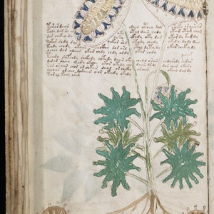May include: A page from a medieval manuscript with an illustration of a plant with blue and green flowers. The plant has a long stem and roots. The page also contains text in a medieval script.