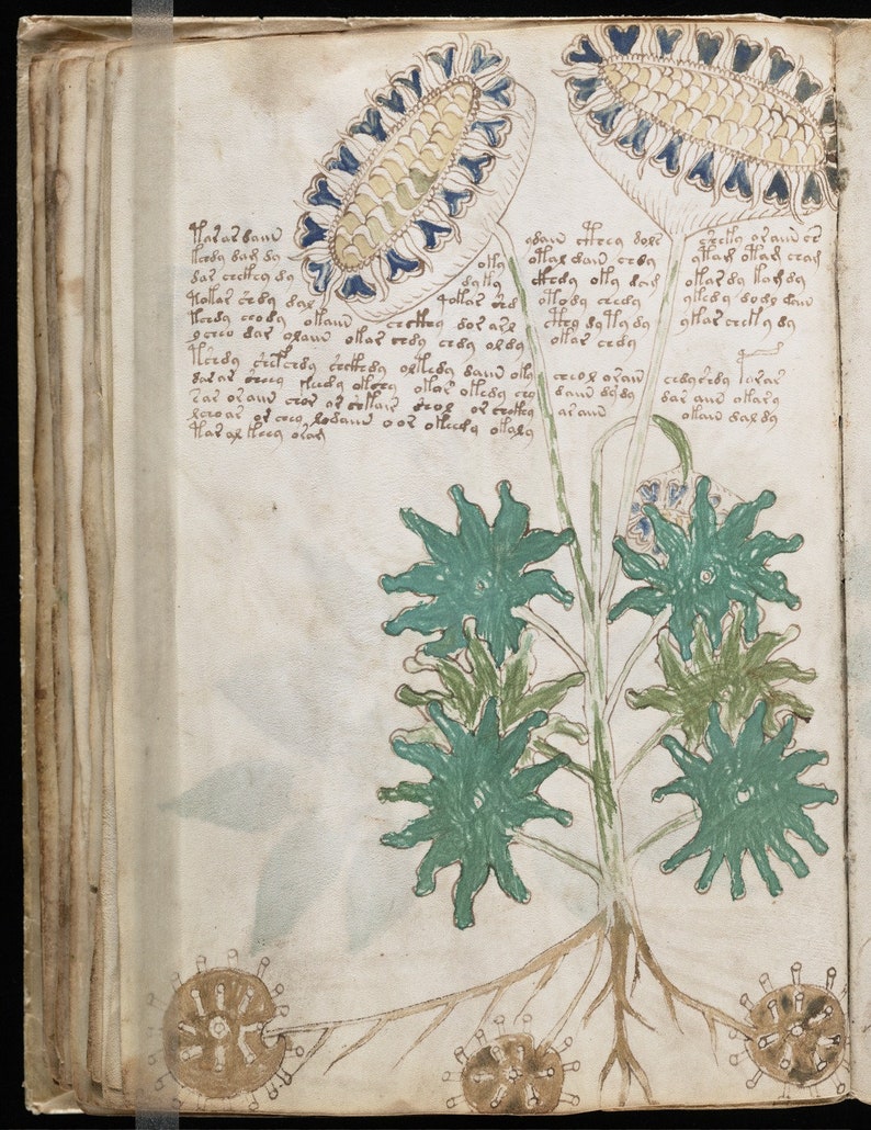 May include: A page from a medieval manuscript with an illustration of a plant with blue and green flowers. The plant has a long stem and roots. The page also contains text in a medieval script.
