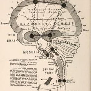 May include: A black and white diagram of the human nervous system, showing the brain, spinal cord, and sensory and motor nerves. The diagram is labeled with terms such as "cortex", "mid brain", "cerebellum", "medulla", and "spinal cord".
