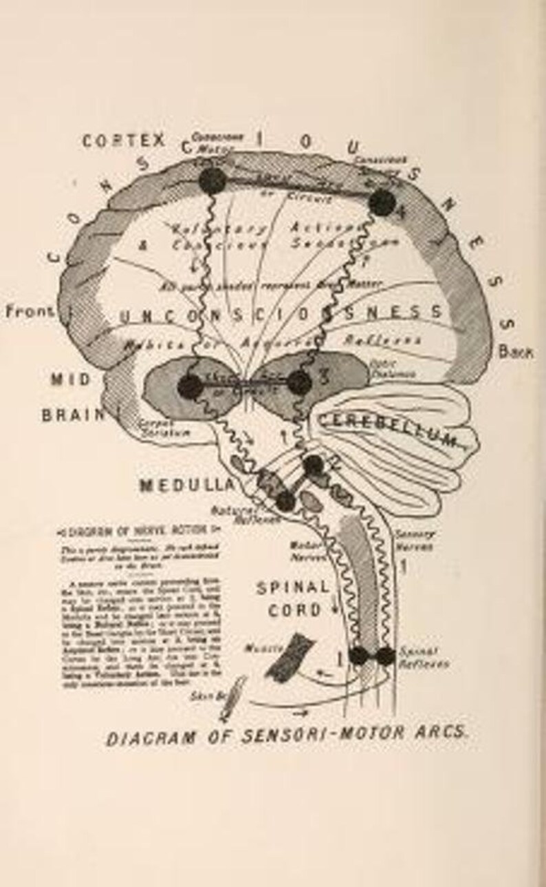 May include: A black and white diagram of the human nervous system, showing the brain, spinal cord, and sensory and motor nerves. The diagram is labeled with terms such as "cortex", "mid brain", "cerebellum", "medulla", and "spinal cord".