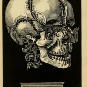 May include: A detailed anatomical illustration of a human skull, showing the bones and sutures of the cranium. The skull is depicted in a side profile, with the jaw open and teeth visible. The image is in black and white and has a vintage aesthetic.