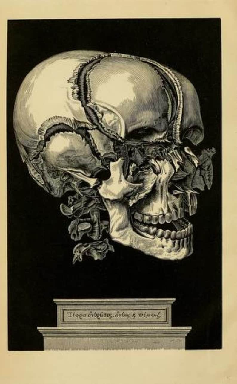 May include: A detailed anatomical illustration of a human skull, showing the bones and sutures of the cranium. The skull is depicted in a side profile, with the jaw open and teeth visible. The image is in black and white and has a vintage aesthetic.