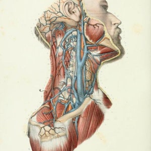May include: A detailed anatomical illustration of the human head and neck, showing the veins and arteries in red and blue. The image is from a vintage medical textbook.