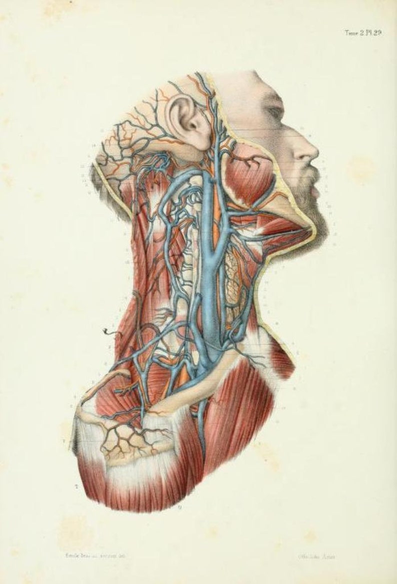May include: A detailed anatomical illustration of the human head and neck, showing the veins and arteries in red and blue. The image is from a vintage medical textbook.