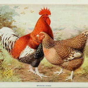May include: A rooster and hen of the Speckled Sussex breed. The rooster is red, white, and black with a large red comb. The hen is brown and white with a speckled pattern.