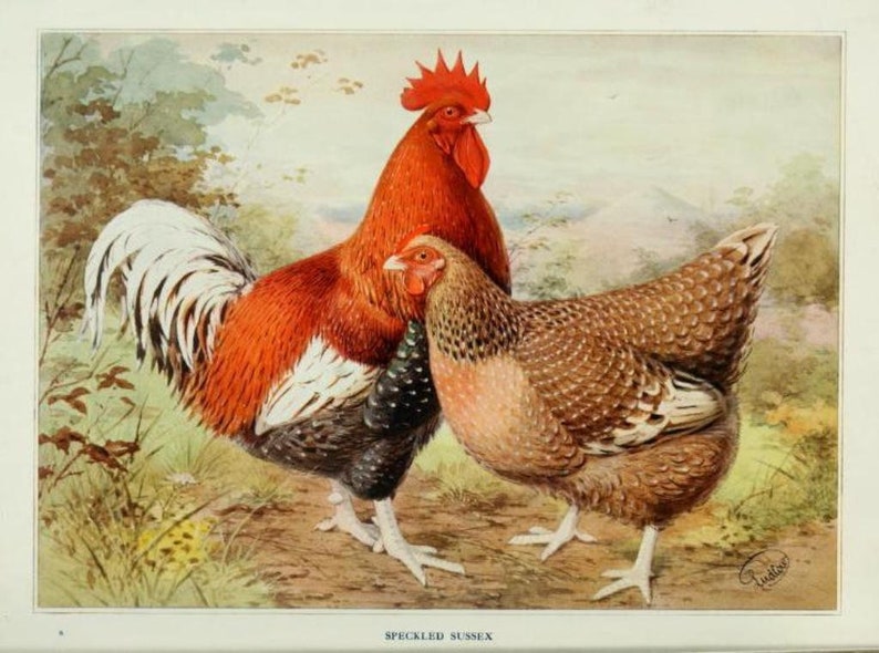 May include: A rooster and hen of the Speckled Sussex breed. The rooster is red, white, and black with a large red comb. The hen is brown and white with a speckled pattern.