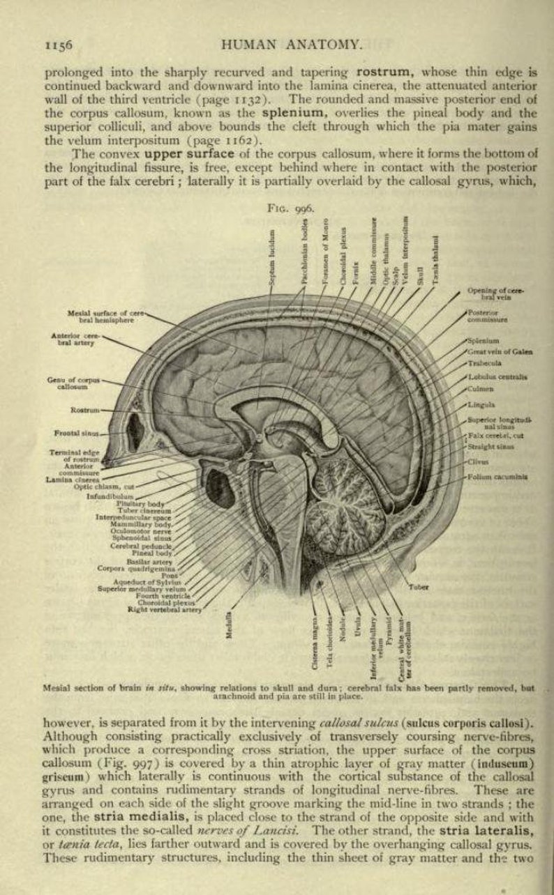 May include: A detailed anatomical illustration of the human brain, showing the corpus callosum, the pineal body, the superior colliculi, and the velum interpositum. The illustration is labeled with anatomical terms and includes a key to the different parts of the brain.
