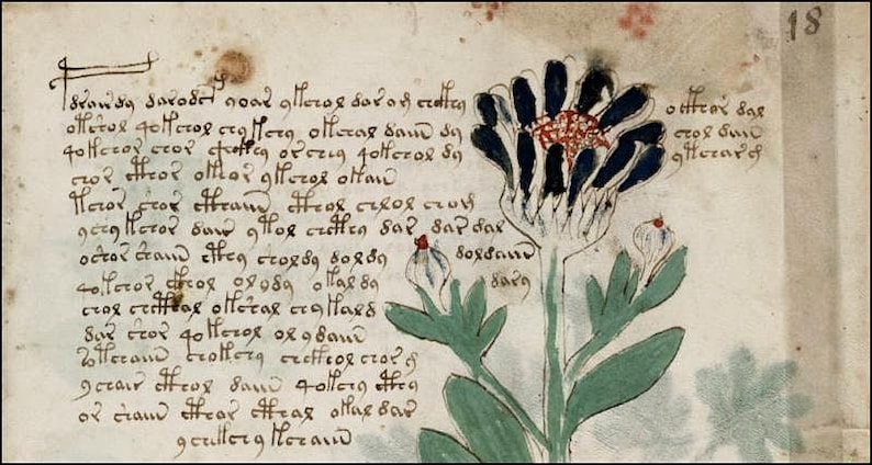 May include: A page from an old book with handwritten text and a hand-drawn illustration of a blue and white flower with red accents. The text includes the words "ofletul golftos sto Perg olleras sand sy".