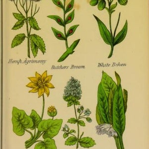 May include: An illustration of nine different types of herbs, including Hemp Agrimony, Butcher's Broom, White Behen, Little Celandine, Calamint, and Comfrey. Each herb is depicted with its botanical name.