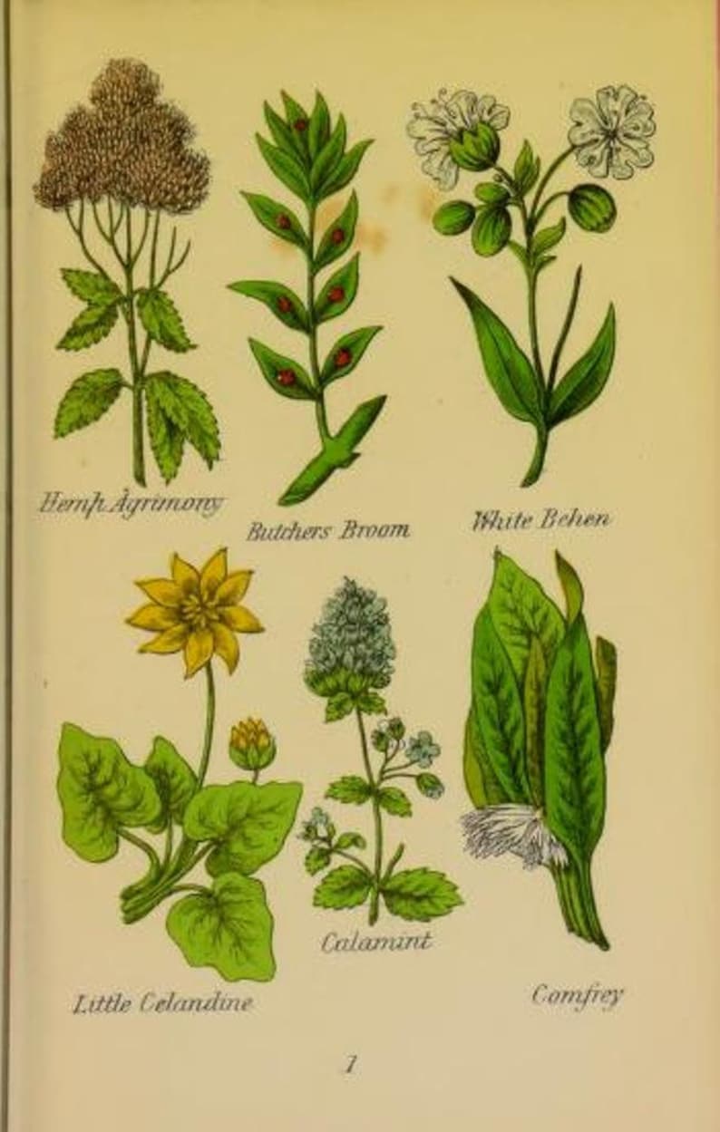 May include: An illustration of nine different types of herbs, including Hemp Agrimony, Butcher's Broom, White Behen, Little Celandine, Calamint, and Comfrey. Each herb is depicted with its botanical name.
