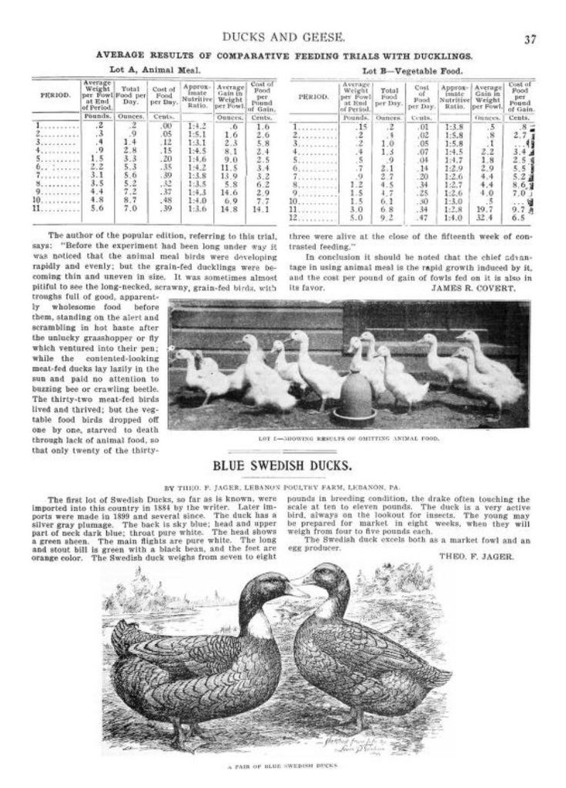 May include: A black and white illustration of two blue Swedish ducks. The ducks are standing on a grassy field. The text "A Pair of Blue Swedish Ducks" is printed below the image.