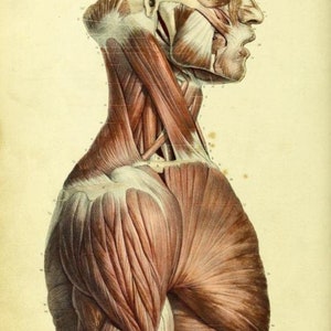 May include: A detailed anatomical illustration of the human neck and shoulder muscles. The image shows the muscles in a side profile view, with the head turned to the side. The muscles are labeled with numbers and letters.