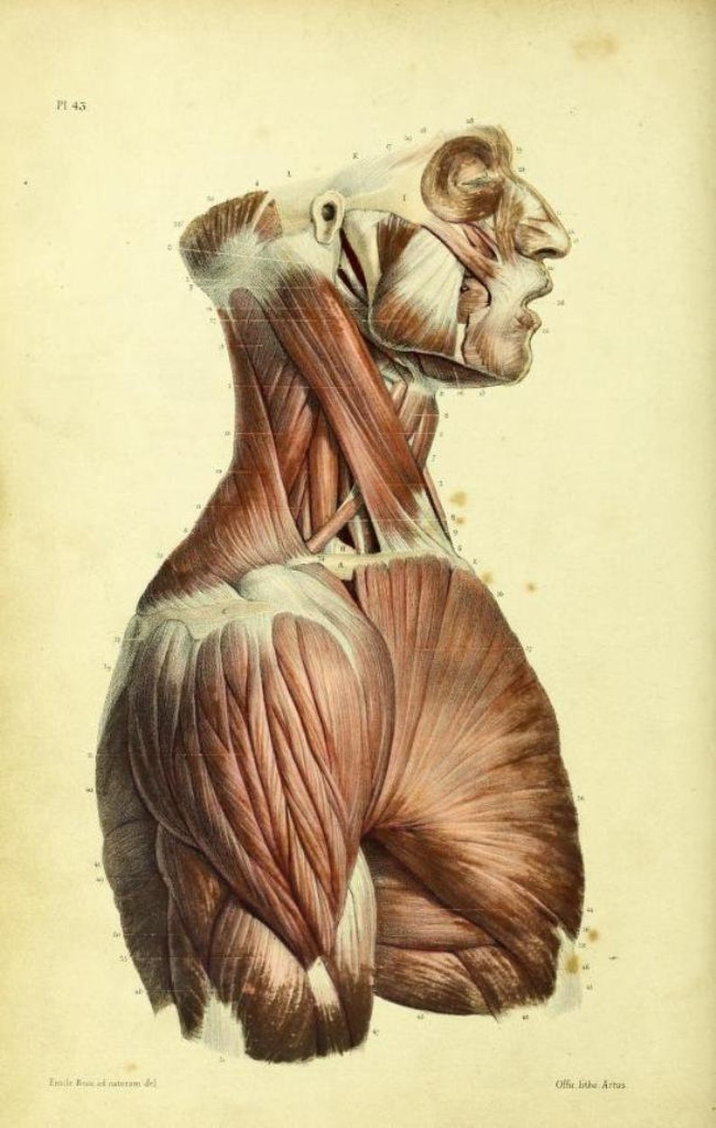 May include: A detailed anatomical illustration of the human neck and shoulder muscles. The image shows the muscles in a side profile view, with the head turned to the side. The muscles are labeled with numbers and letters.