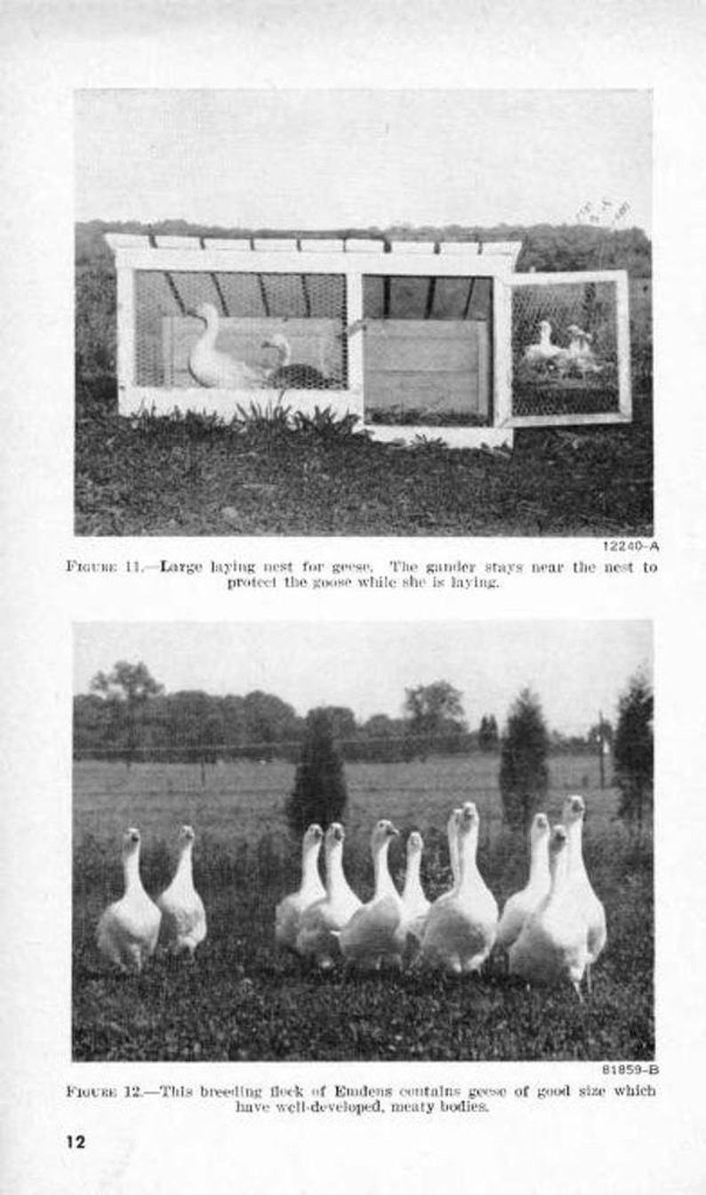 May include: A black and white photo of a large, white nesting box for geese. The box is made of wood and has a wire mesh front. A goose is inside the box, and another goose is standing outside the box. The caption below the image reads: "Large laying nest for geese. The gander stays near the nest to protect the goose while she is laying."