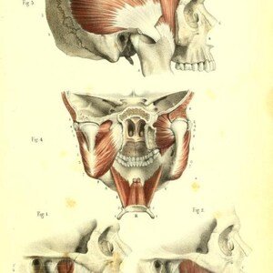 May include: A detailed anatomical illustration of the human skull and jaw muscles. The image shows four different views of the skull, with the muscles highlighted in red. The image is labeled with numbers and letters, indicating different parts of the skull and muscles.