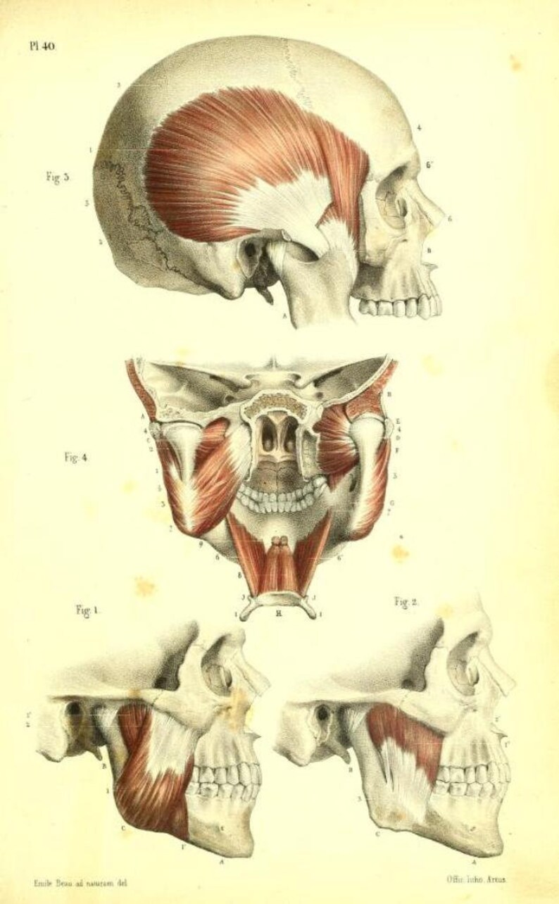 May include: A detailed anatomical illustration of the human skull and jaw muscles. The image shows four different views of the skull, with the muscles highlighted in red. The image is labeled with numbers and letters, indicating different parts of the skull and muscles.