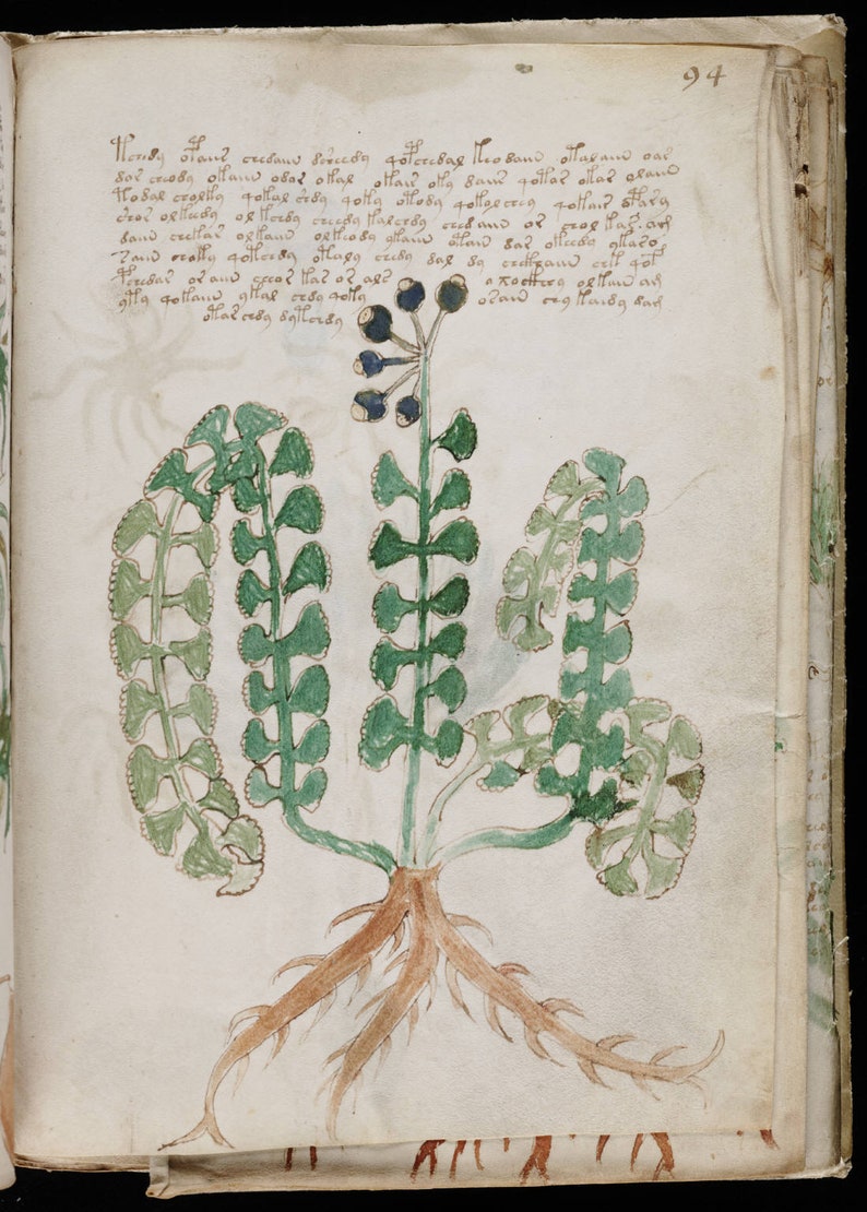 May include: A hand-drawn illustration of a plant with green leaves and a brown root system. The plant has a cluster of dark blue berries at the top. The illustration is on a white background with handwritten text in brown ink.