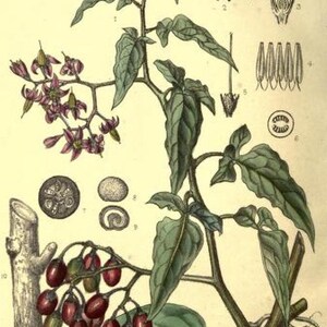 May include: A botanical illustration of Solanum Dulcamara, also known as bittersweet nightshade, with purple flowers, green leaves, and red berries. The illustration includes detailed close-up views of the plant's parts, including the flower, fruit, and seeds.