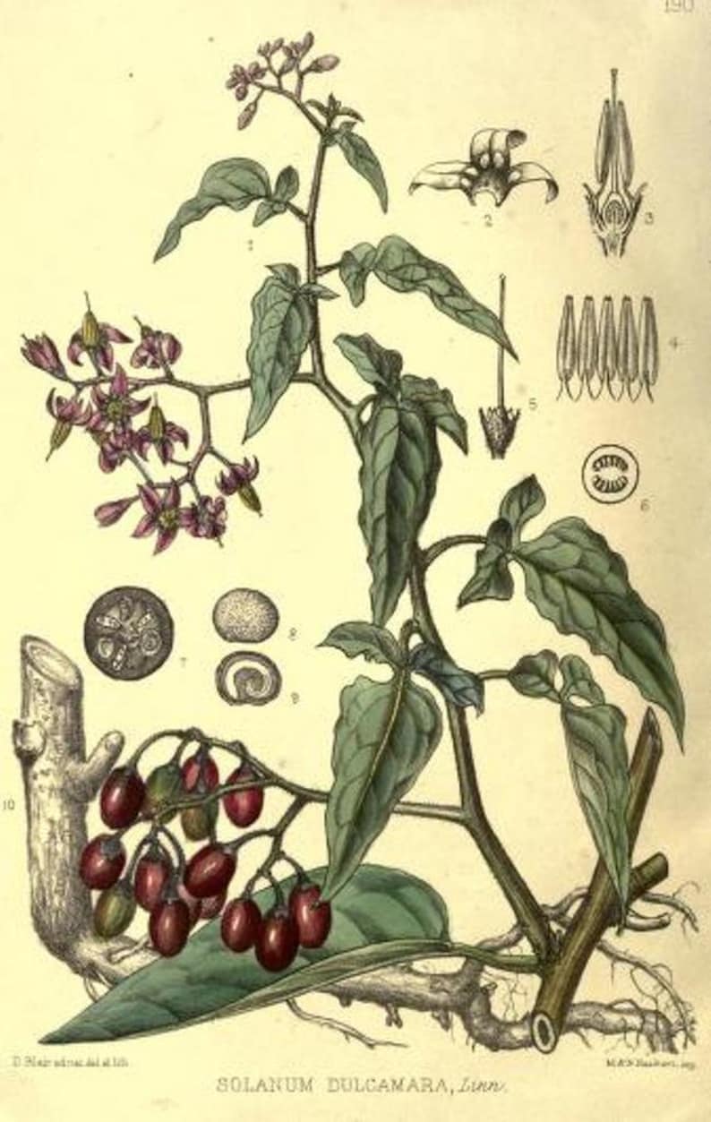 May include: A botanical illustration of Solanum Dulcamara, also known as bittersweet nightshade, with purple flowers, green leaves, and red berries. The illustration includes detailed close-up views of the plant's parts, including the flower, fruit, and seeds.