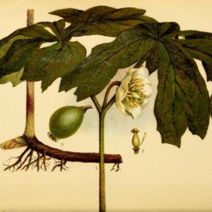 May include: A botanical illustration of a Mayapple plant, also known as Podophyllum peltatum. The plant has large, green leaves and a single white flower. The illustration also shows the plant's roots and a green fruit.