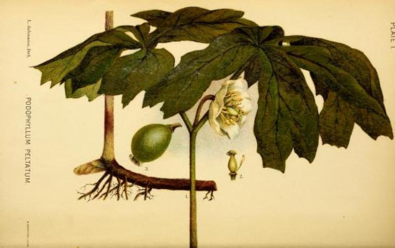 May include: A botanical illustration of a Mayapple plant, also known as Podophyllum peltatum. The plant has large, green leaves and a single white flower. The illustration also shows the plant's roots and a green fruit.