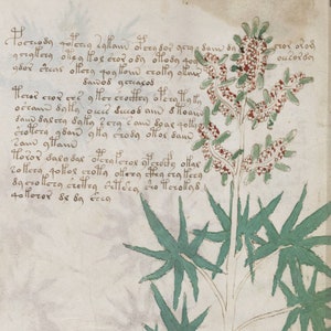 May include: A hand-drawn illustration of a plant with green leaves and red flowers. The plant is depicted on a page of a medieval manuscript with handwritten text in Latin.