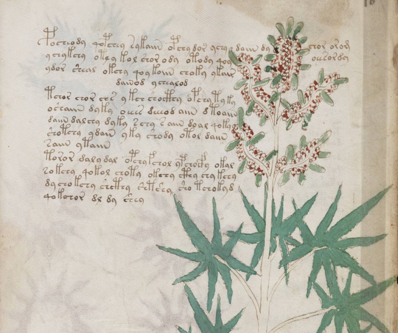 May include: A hand-drawn illustration of a plant with green leaves and red flowers. The plant is depicted on a page of a medieval manuscript with handwritten text in Latin.
