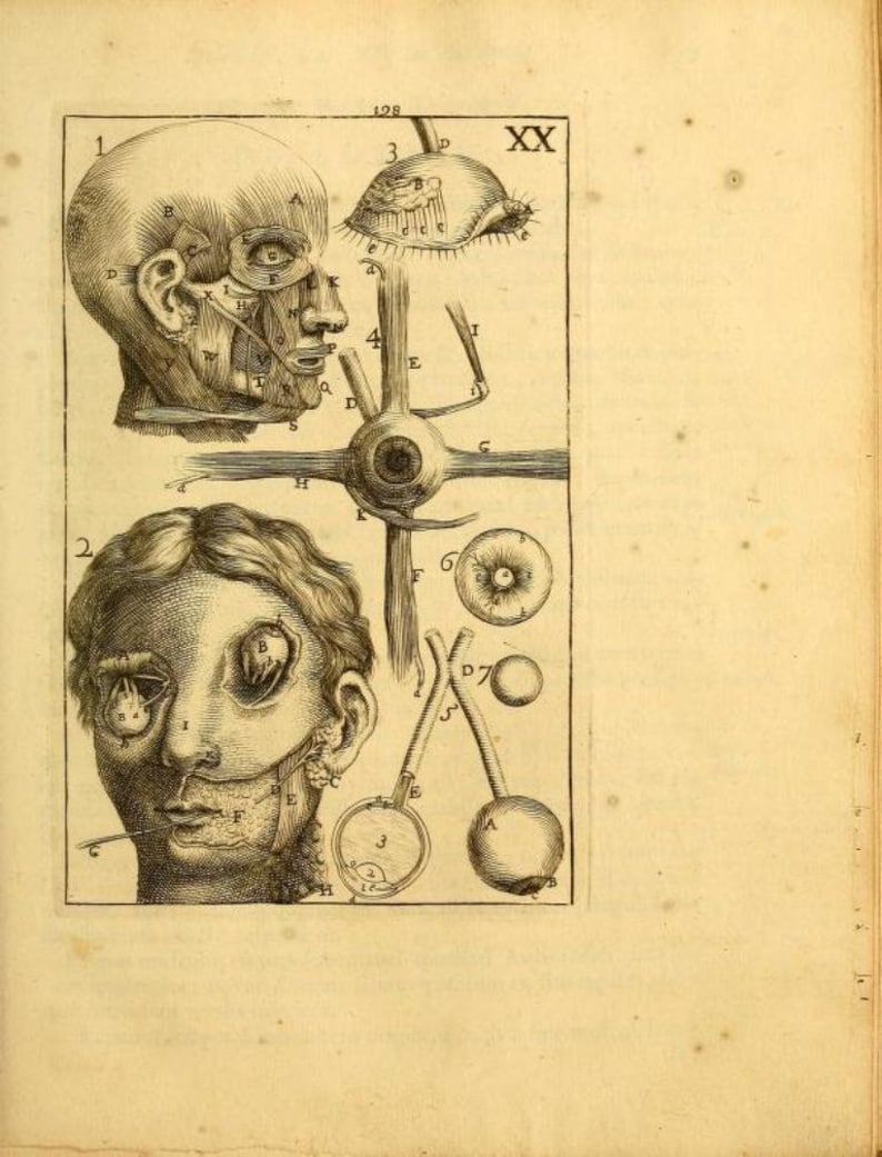 May include: A vintage anatomical illustration of the human eye, showing the different parts of the eye and surrounding structures. The image is labeled with letters and numbers, and includes a close-up of the eye and a diagram of the eye's muscles.
