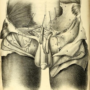 May include: A detailed anatomical illustration of the male pelvic region, showing the muscles and ligaments. The image is labeled with letters and numbers to identify different structures.
