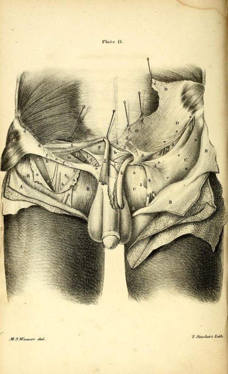 May include: A detailed anatomical illustration of the male pelvic region, showing the muscles and ligaments. The image is labeled with letters and numbers to identify different structures.