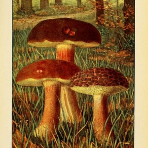 101 Rare Mushroom Foraging Books On USB - Mushrooms Toadstools Fungi Cooking Eating Identification Guide Book Forage Wild Food Recipes image 4