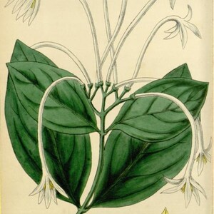 May include: A botanical illustration of Ignatia Amara, a flowering plant with white flowers and green leaves. The illustration includes details of the plant's seeds and fruit.