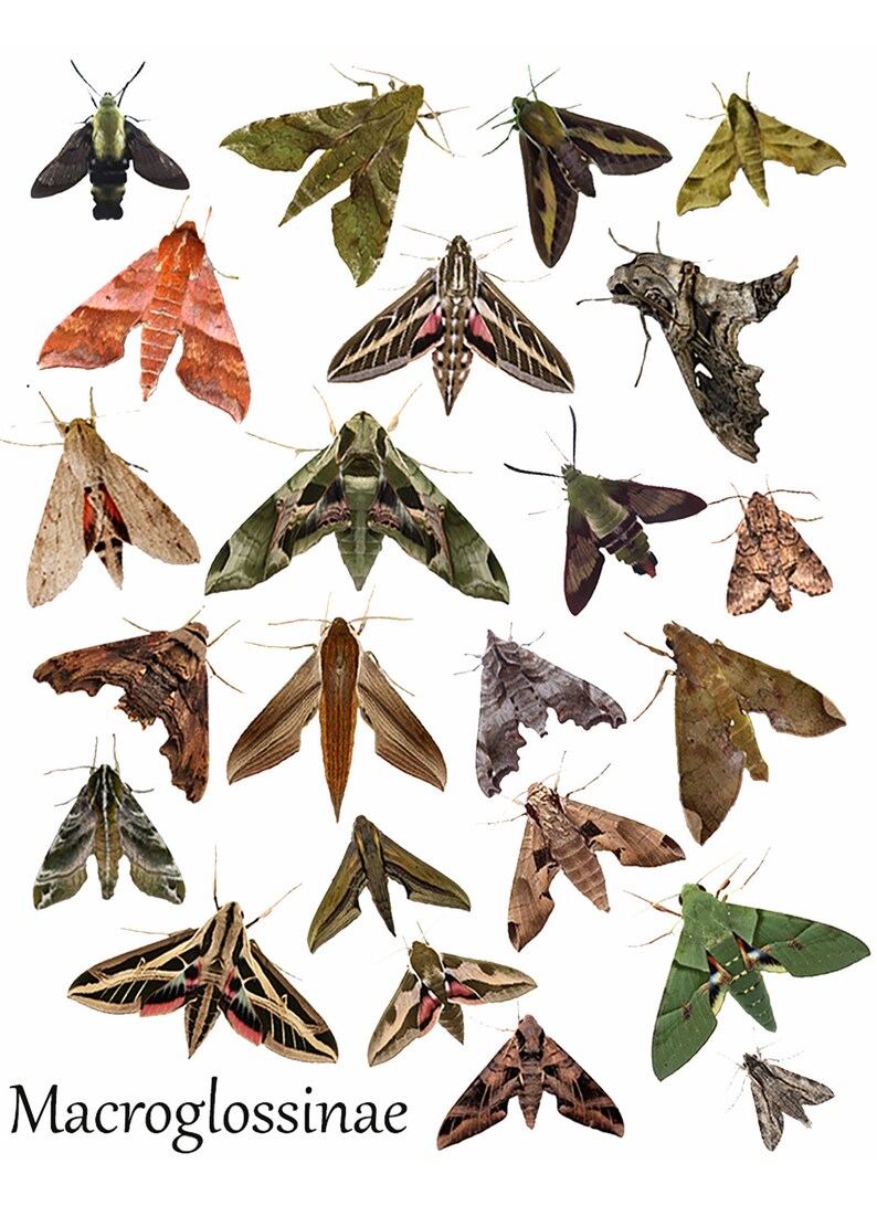 5 Pack Sphingidae Blank Notecards HawkmothSphinxMoth