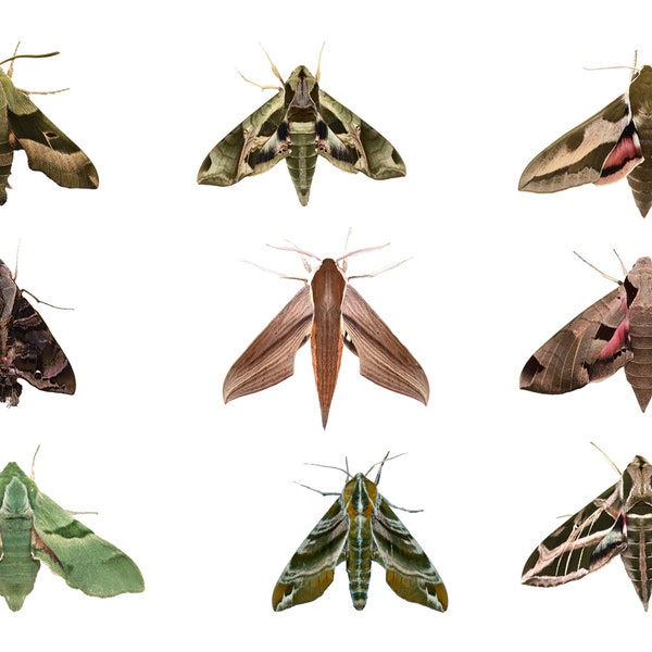 Sphingidae: Macroglossinae Sphinx Moth Stickers! (4x6 sheet)