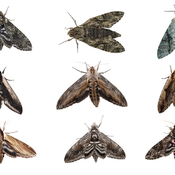 Sphingidae: Sphinginae Sphinx Moth Stickers! (4x6 sheet)