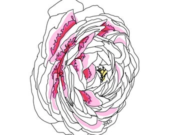 Ranunculus Large Art Print, Original Art, Botanical Wall Art, Ranunculus Spring Flower, Pink Color, Floral Print