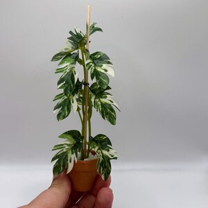 1:12 Scale Dollhouse Miniature Variegated Monstera Plant Terra Cotta Pot