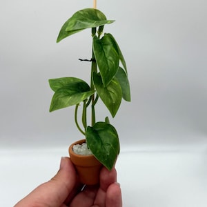 Casa delle bambole in miniatura, scala 1:12, pianta di Pothos in vaso di terracotta, mini verde