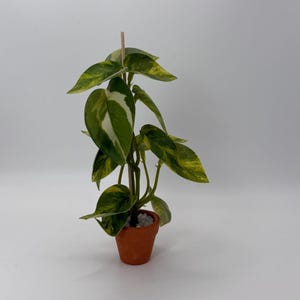 Pode incluir: Uma pequena planta em vaso com folhas variegadas em forma de coração em tons de verde, amarelo e branco. A planta é apoiada por uma estaca de madeira fina e plantada num vaso cor de terracota preenchido com pequenas pedras brancas.