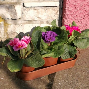 Patina look plantenbak Seluna met 3 potten tuindecoratie plantenmand planten bloemen