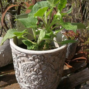 Op de afbeelding: Een plant in een crème-kleurige, sierlijke keramische pot met een gedetailleerd bloemenontwerp. De plant heeft grote, getextureerde groene bladeren. De pot staat op een houten oppervlak, met andere planten en tuinelementen op de achtergrond.