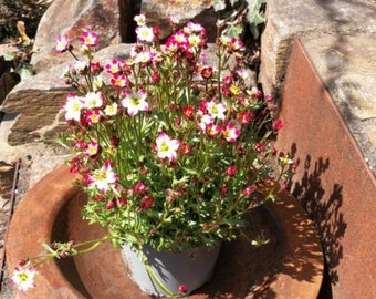 Edelrost Dekoschale Carlotta, 32 cm Gartenko Metall Rostdeko Edelrost Gartendeko